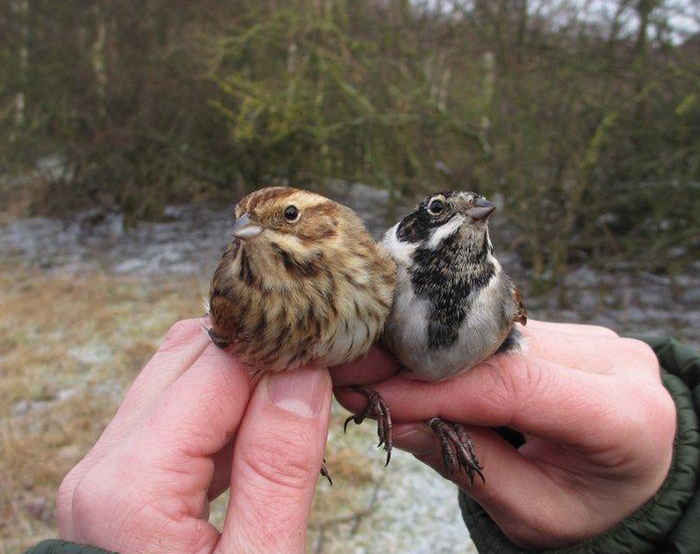 Male and female Reed Bunting